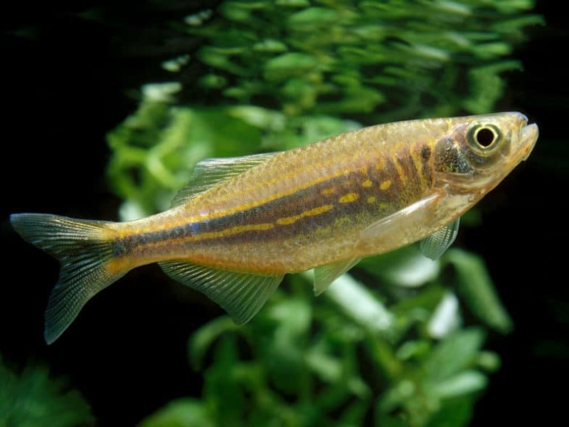 Giant Danio Giant Danio