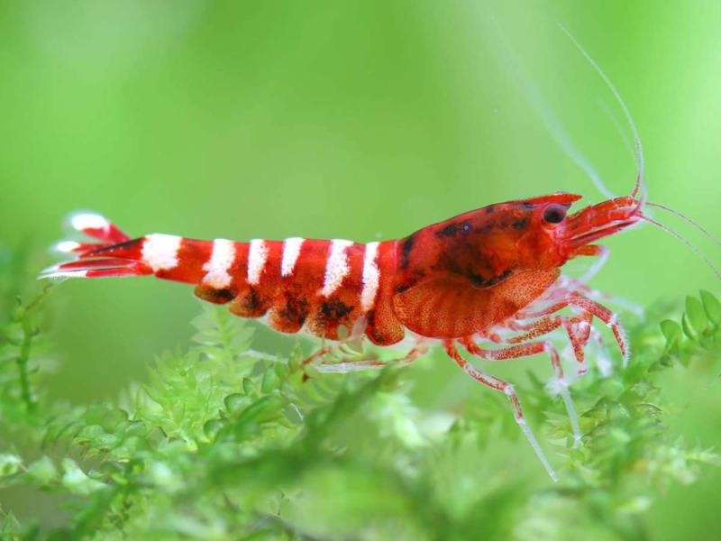 Caridina cantonensis