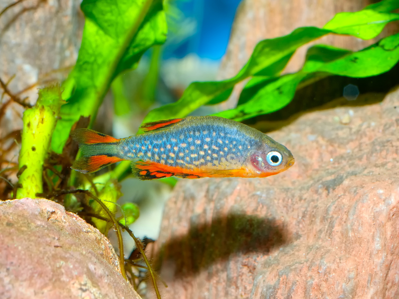 Danio margaritatus Danio margaritatus
