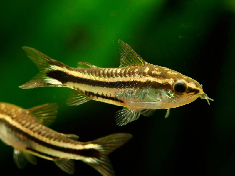 Pygmy Corydora Pygmy Corydora