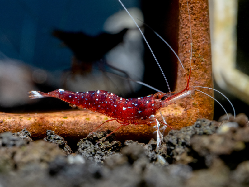 Caridina dennerli