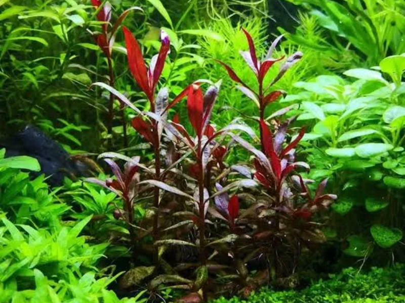 Alternanthera reineckii
