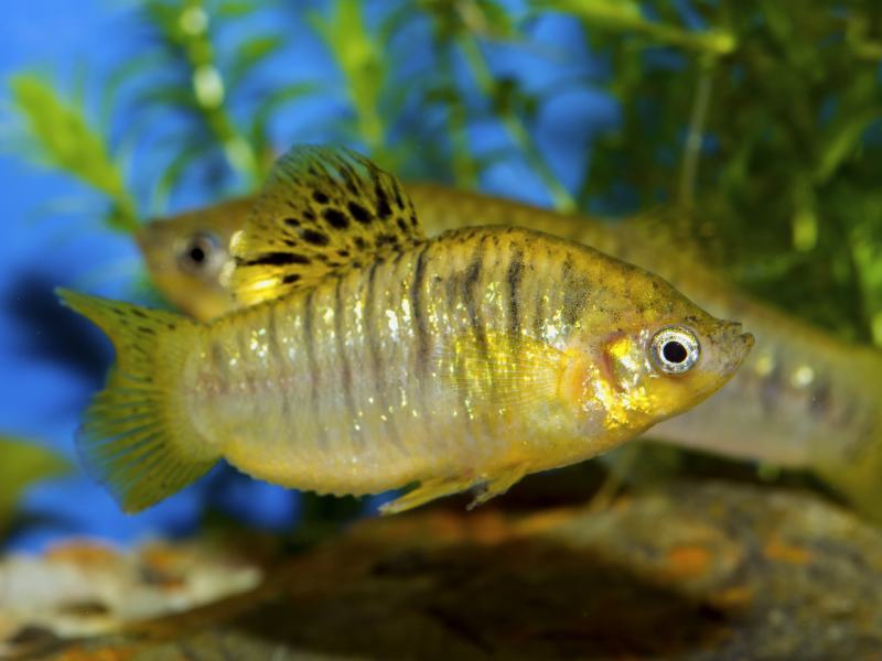 Limia nigrofasciata Limia nigrofasciata