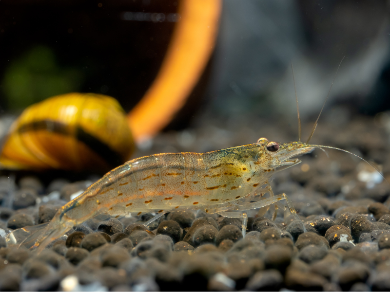 Caridina multidentata Caridina multidentata