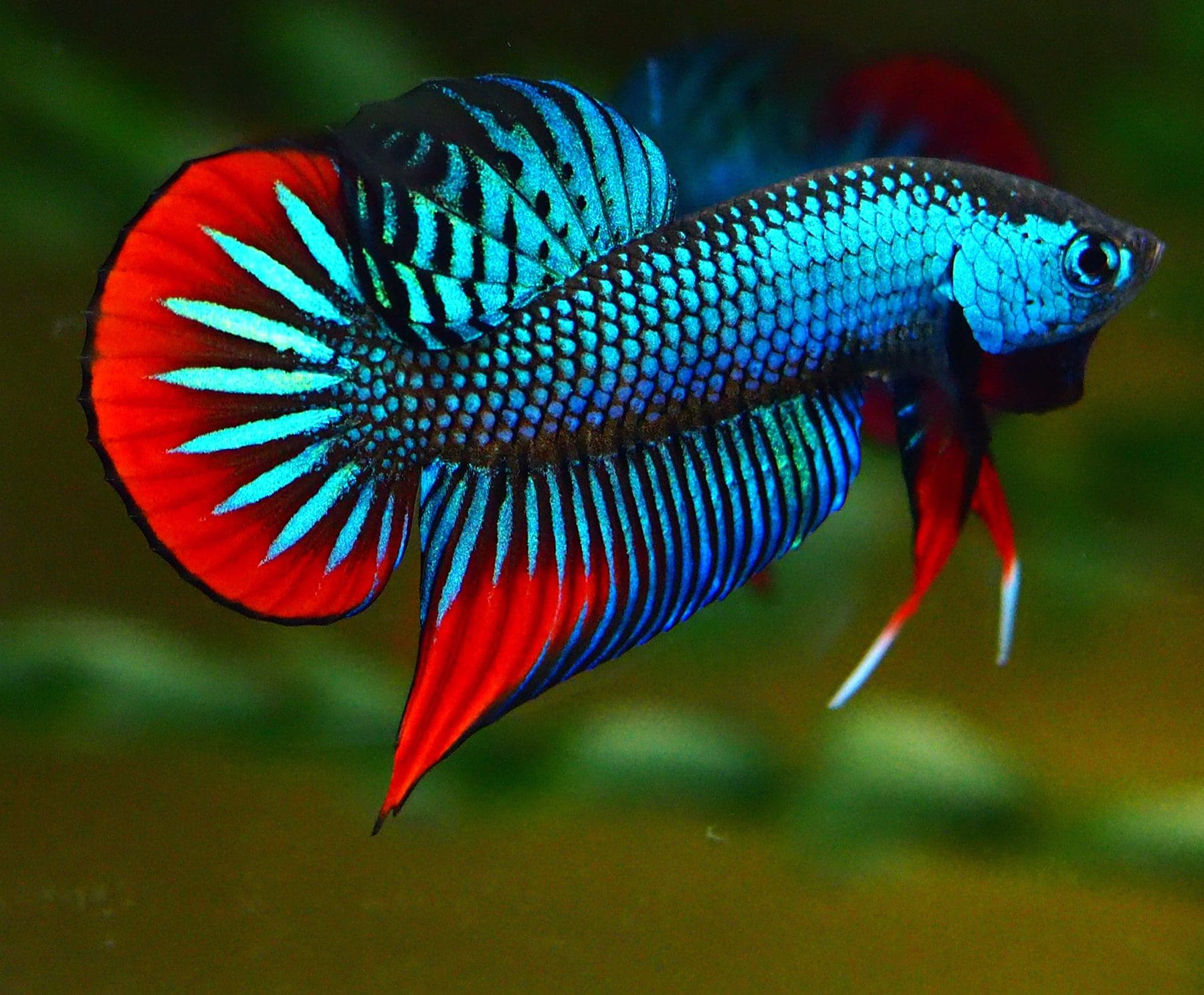 Betta imbellis