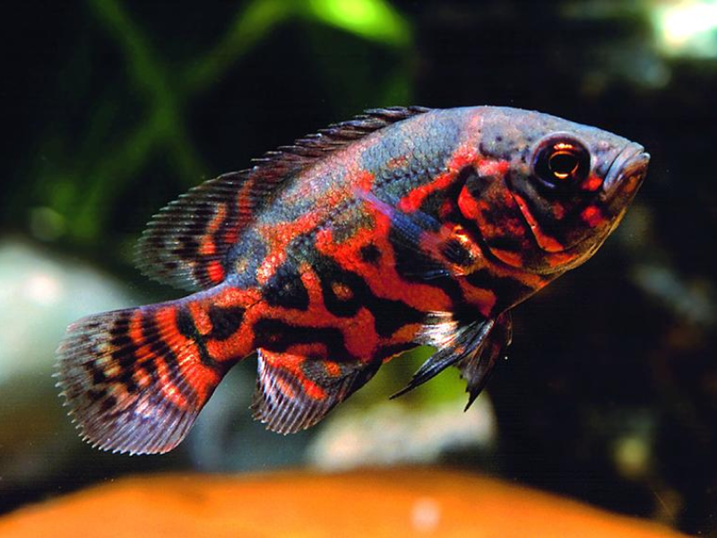 Image of Astronotus ocellatus