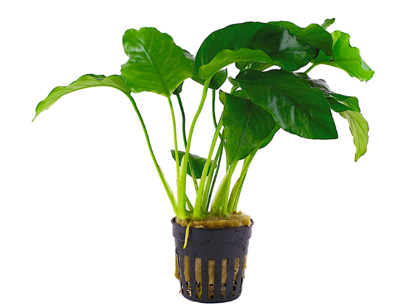 Image of Anubias barteri Image of Anubias barteri