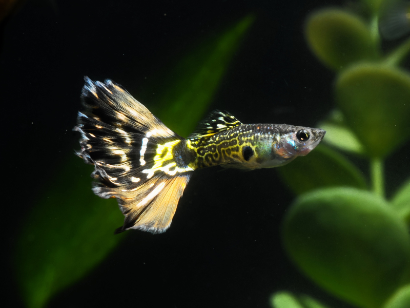 Poecilia reticulata
