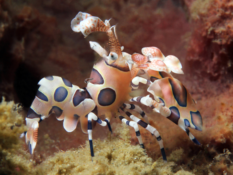 Harlequin Shrimp Harlequin Shrimp