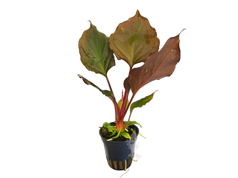 Image of Homalomena humilis Image of Homalomena humilis