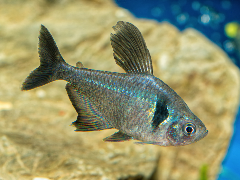 Hyphessobrycon megalopterus