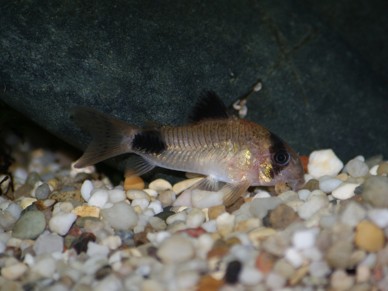 Hoplisoma panda Hoplisoma panda