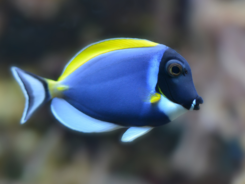 Image of Acanthurus leucosternon Image of Acanthurus leucosternon