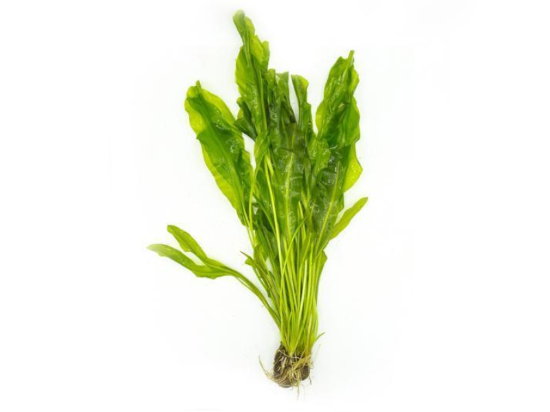 Aponogeton ulvaceus