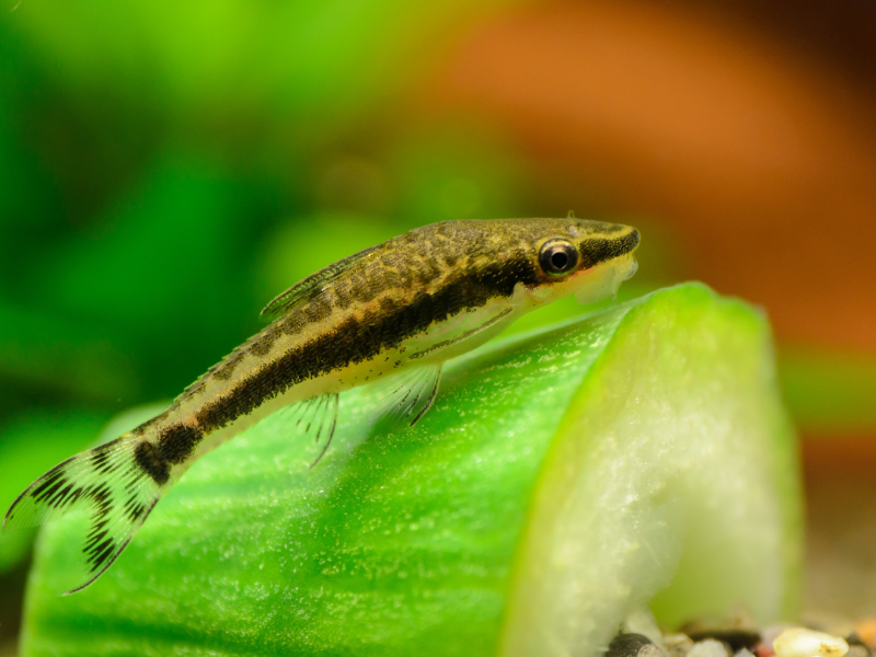 Oto Catfish Oto Catfish