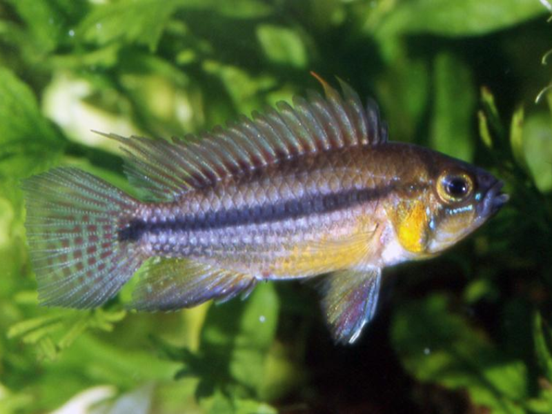 Apistogramma allpahu