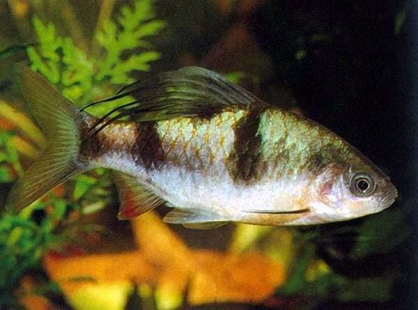 Arulius Barb Arulius Barb