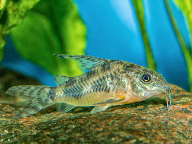 Hoplisoma paleatus Hoplisoma paleatus