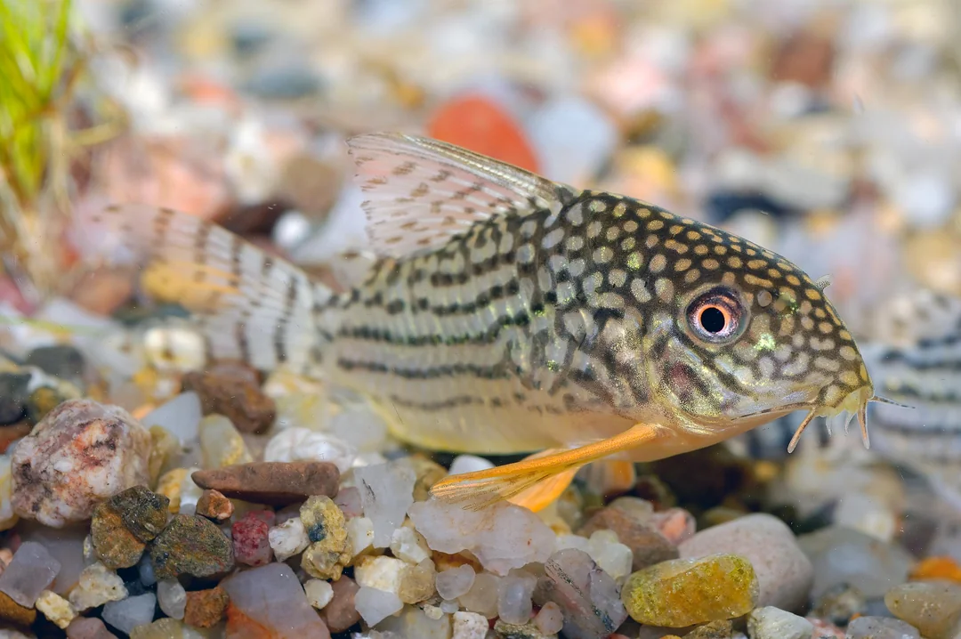 Hoplisoma sterbai