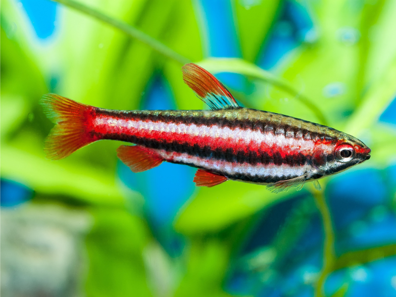 Nannostomus mortenthaleri Nannostomus mortenthaleri