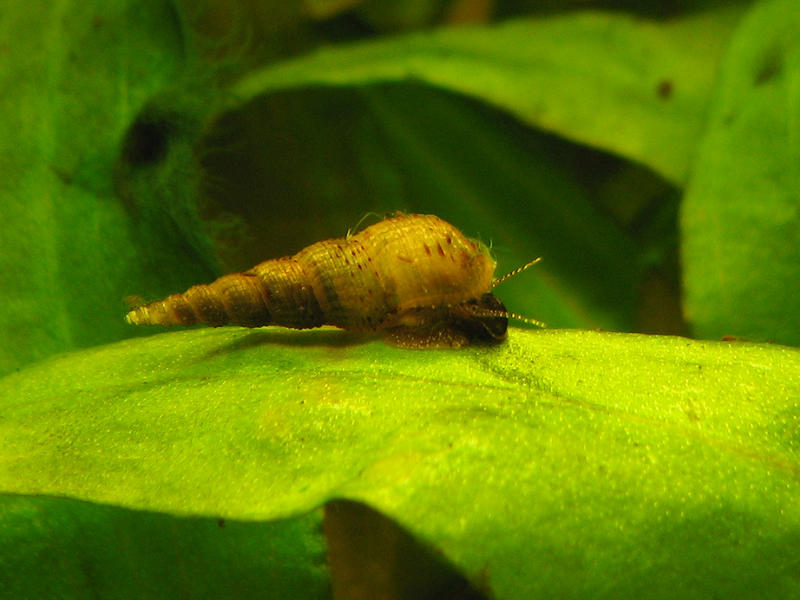 Image of Melanoides tuberculatus Image of Melanoides tuberculatus