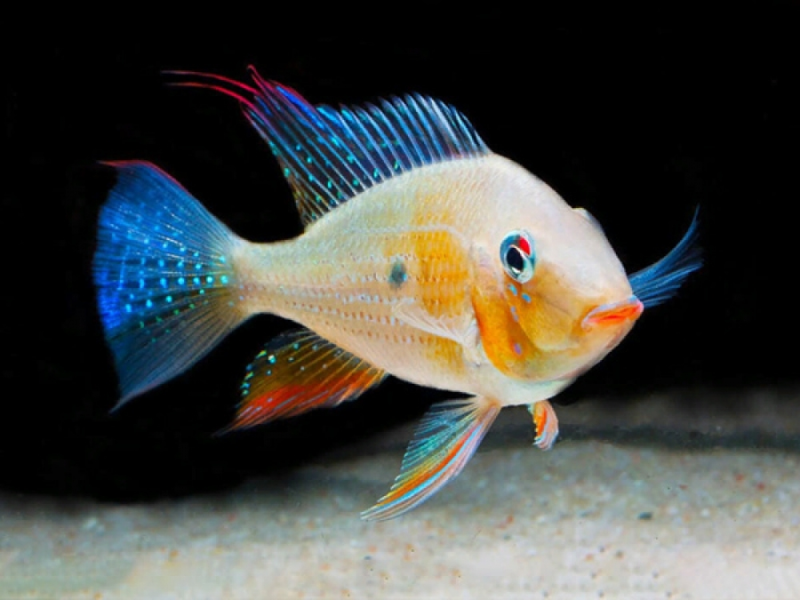 Image of Acarichthys heckelii Image of Acarichthys heckelii