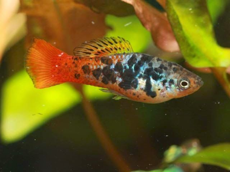 Xiphophorus variatus