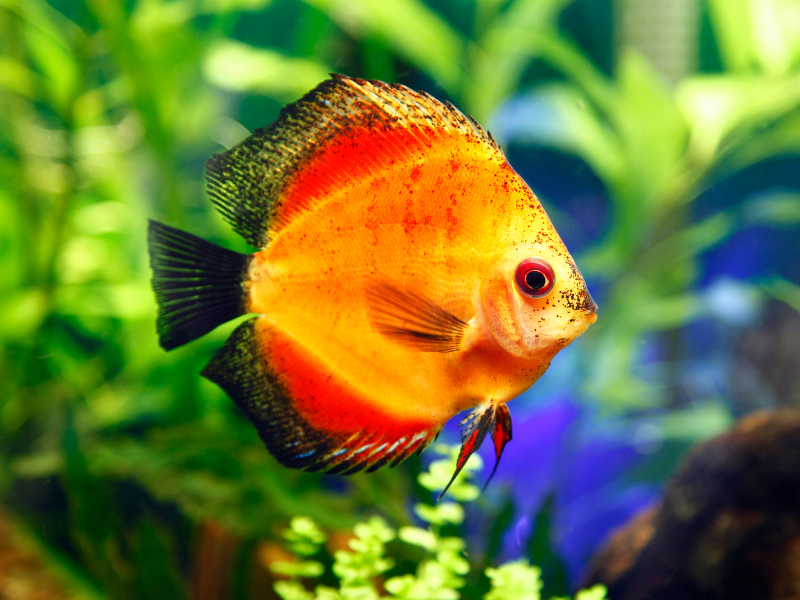 Image of Symphysodon aequifasciatus