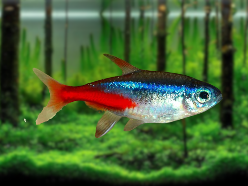 Neon Tetra Neon Tetra