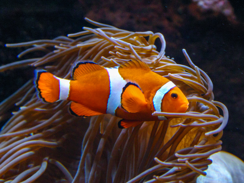 Ocellaris Clownfish Ocellaris Clownfish