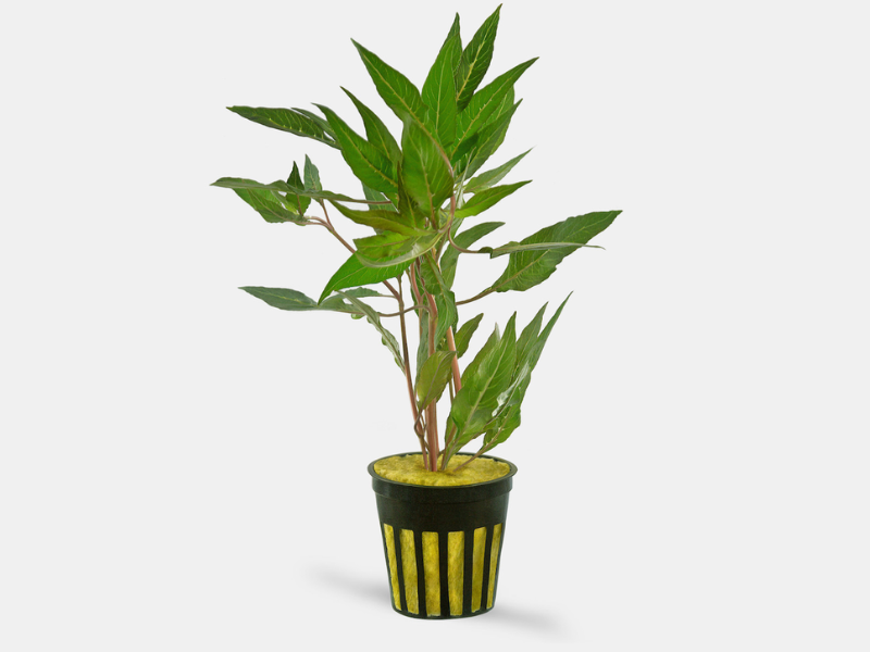 Hygrophila salicifolia