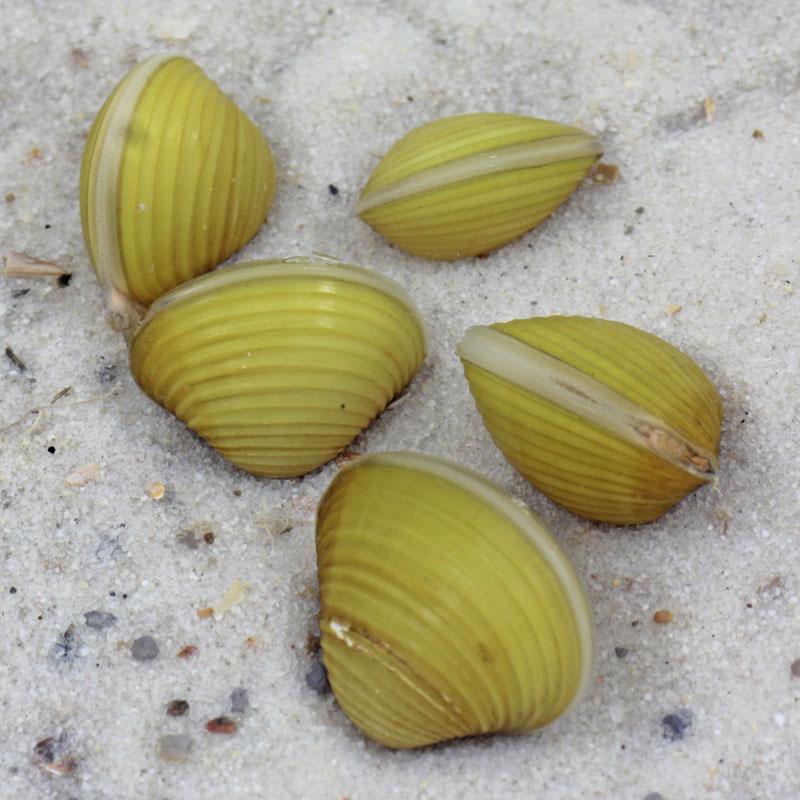 Image of Corbicula javanicus Image of Corbicula javanicus