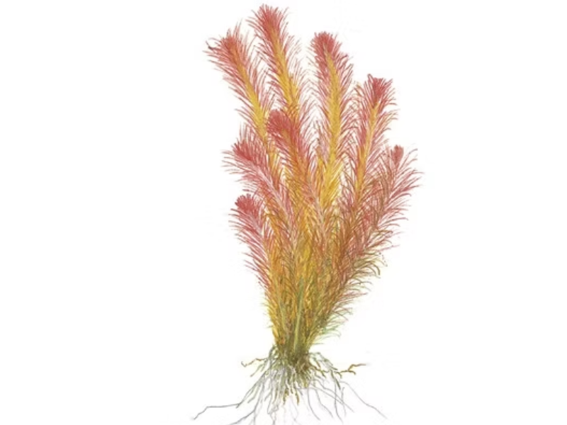 Image of Rotala wallichii Image of Rotala wallichii