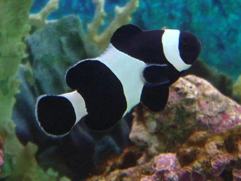 Image of Amphiprion ocellaris Image of Amphiprion ocellaris