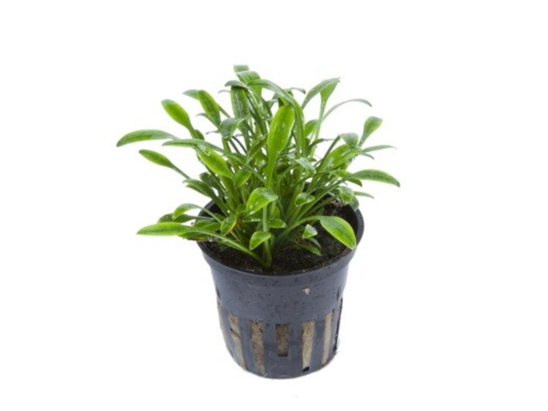 Image of Cryptocoryne parva Image of Cryptocoryne parva