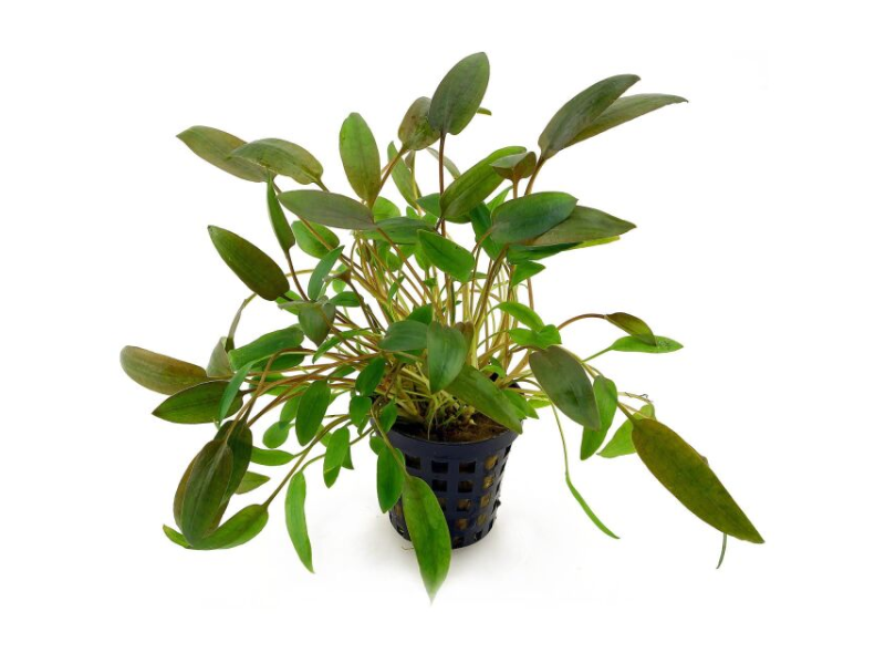 Image of Cryptocoryne beckettii Image of Cryptocoryne beckettii