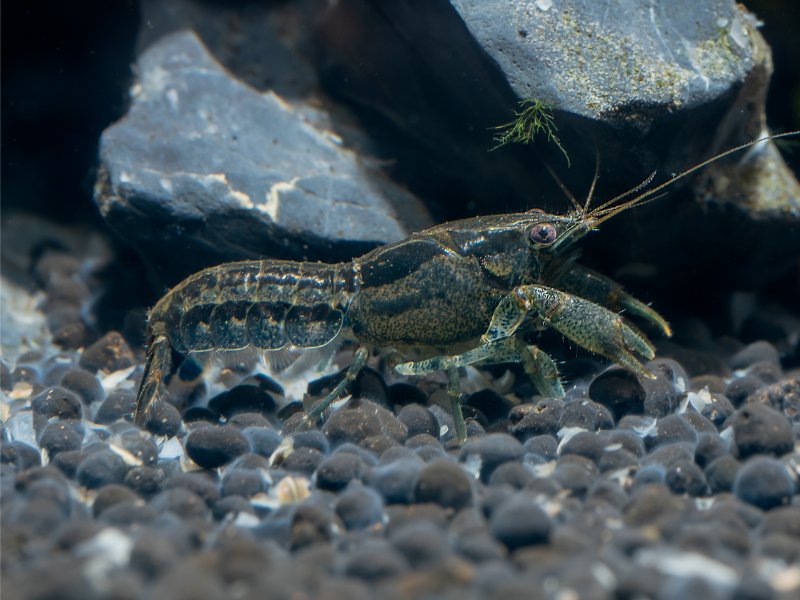 Image of Cambarellus diminutus