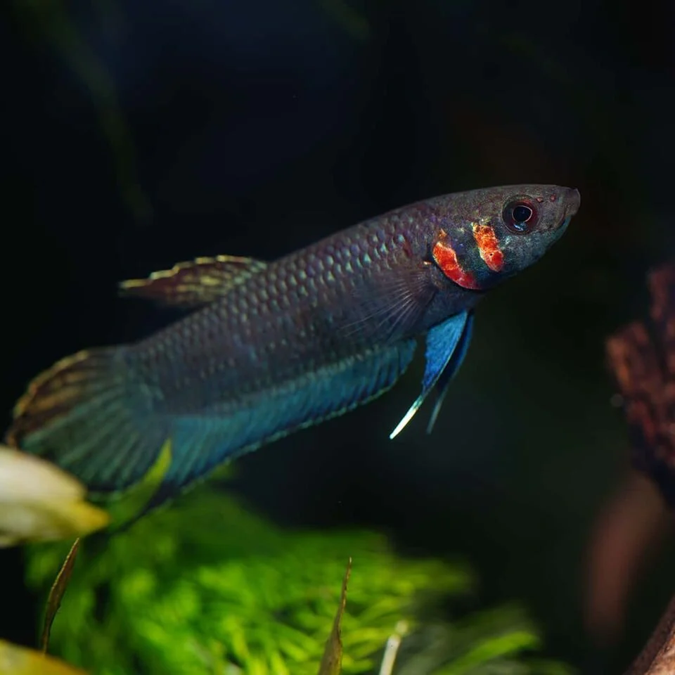 Betta strohi