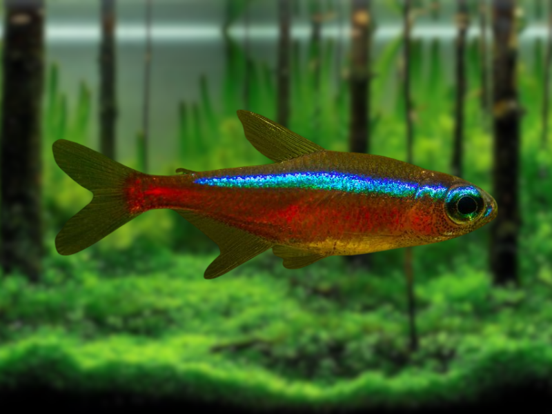 Image of Paracheirodon axelrodi Image of Paracheirodon axelrodi