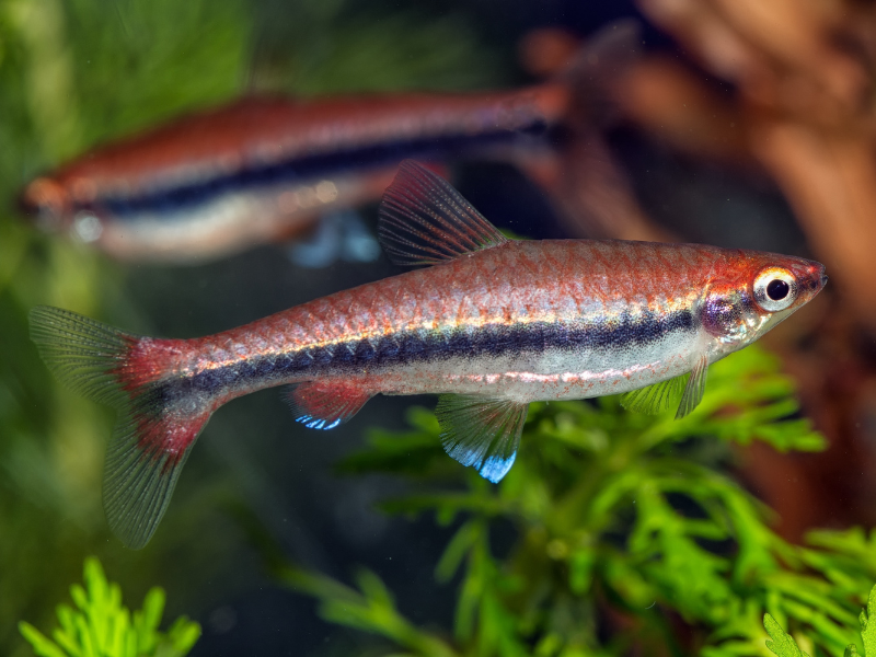 Nannostomus beckfordi Nannostomus beckfordi