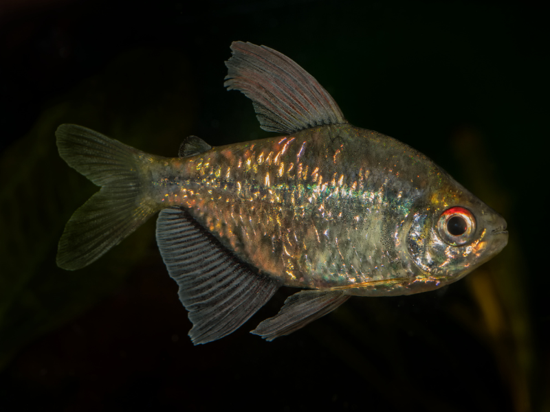 Moenkhausia pittieri