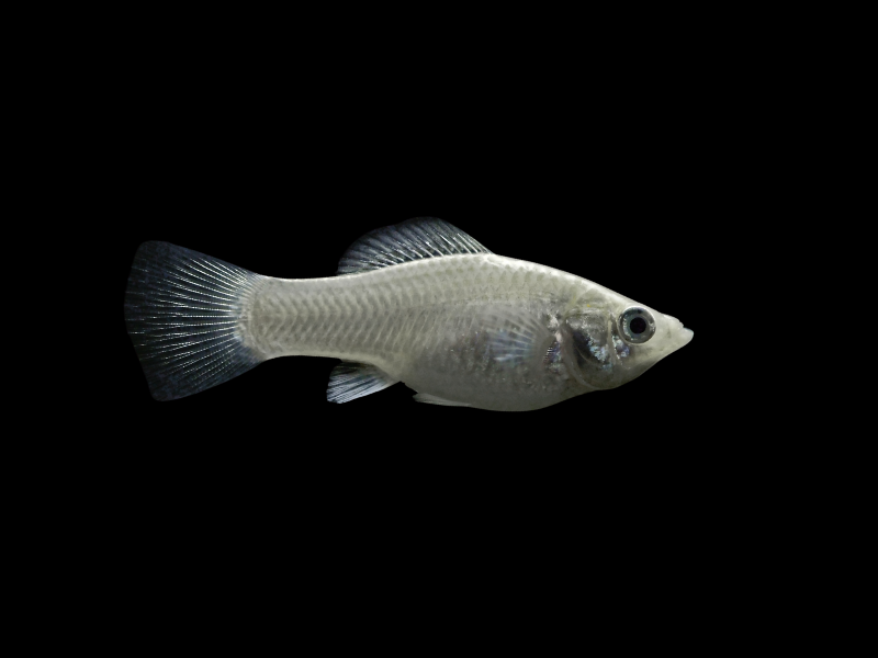 Poecilia sphenops Poecilia sphenops