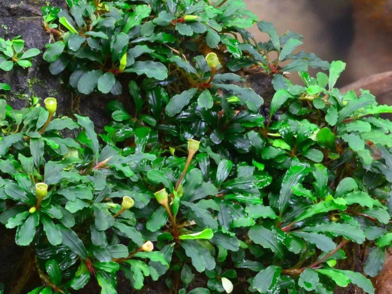 Image of Bucephalandra pygmaea Image of Bucephalandra pygmaea