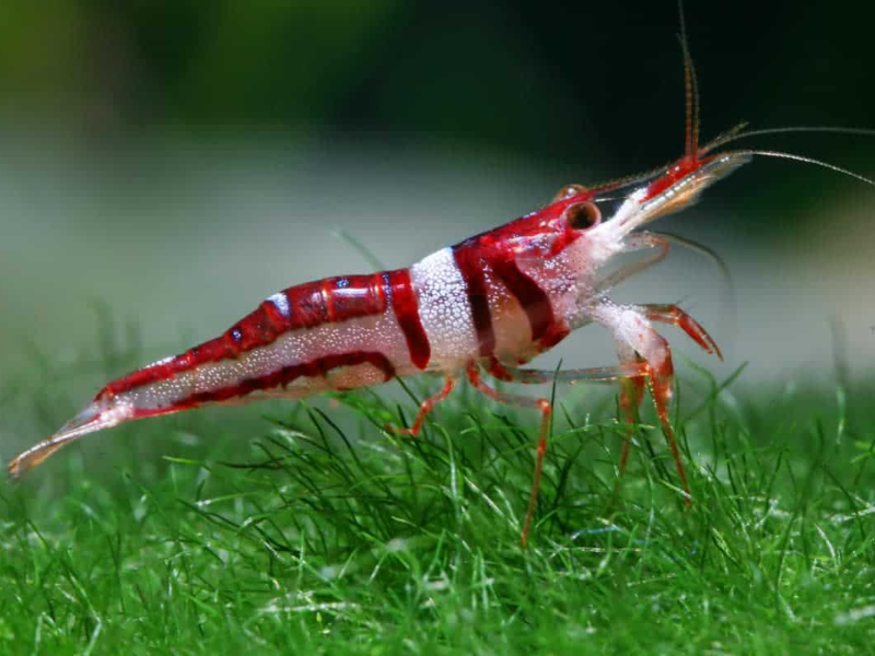 Caridina spongicola