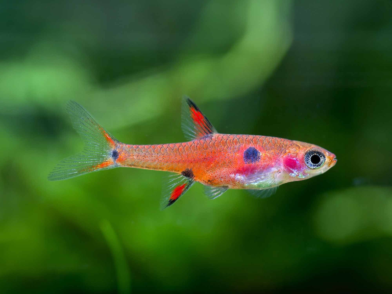Boraras maculatus
