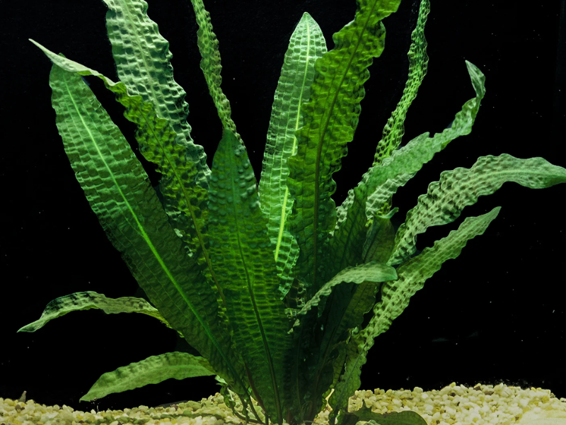 Aponogeton boivinianus