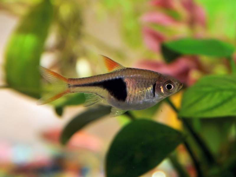 Trigonostigma heteromorpha