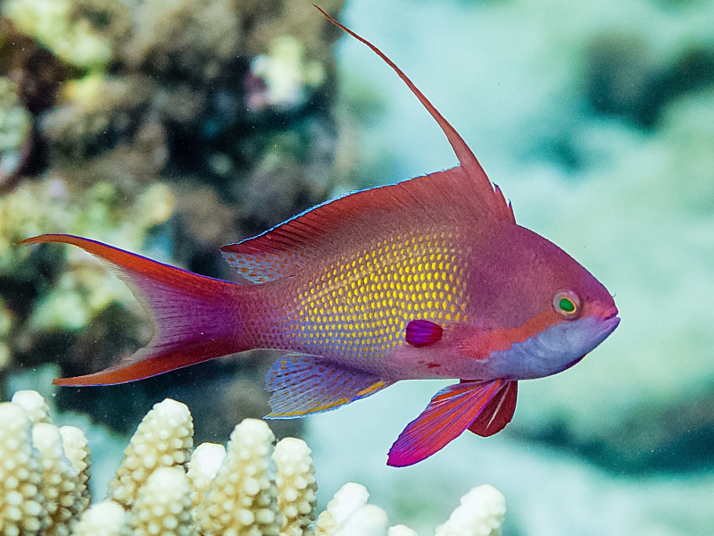 Image of Pseudanthias squamipinnis Image of Pseudanthias squamipinnis