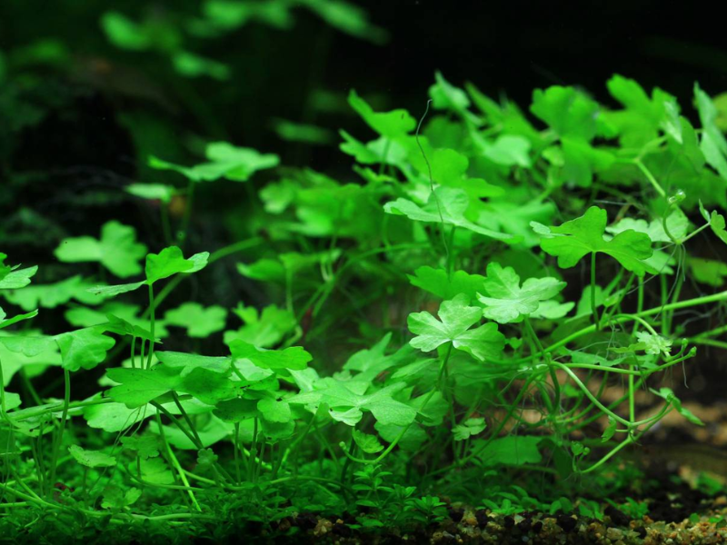 Image of Hydrocotyle tripartita Image of Hydrocotyle tripartita