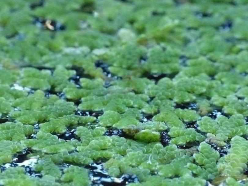 Image of Azolla caroliniana Image of Azolla caroliniana